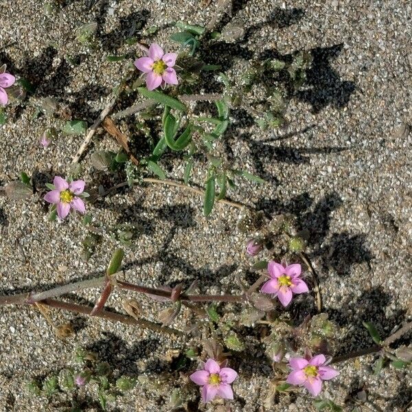 Rhodalsine geniculata عادت