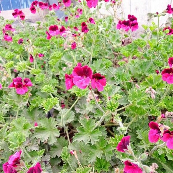 Pelargonium grandiflorum Leaf