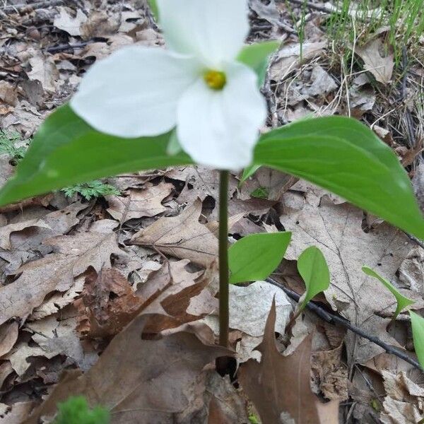 Trillium grandiflorum (Large white trillium)