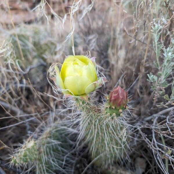 Opuntia polyacantha Flors