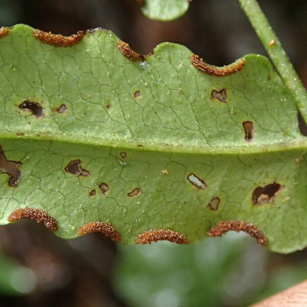 Blotiella currorii Blad