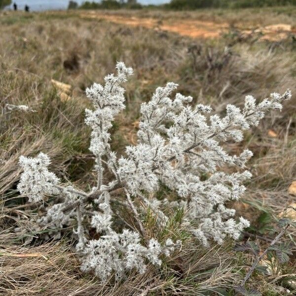 Echium italicum 果実