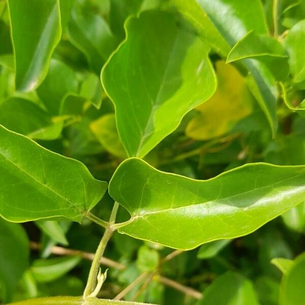 Jasminum fluminense पत्ता