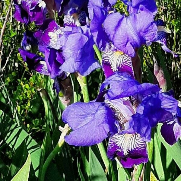 Iris × germanica Квітка