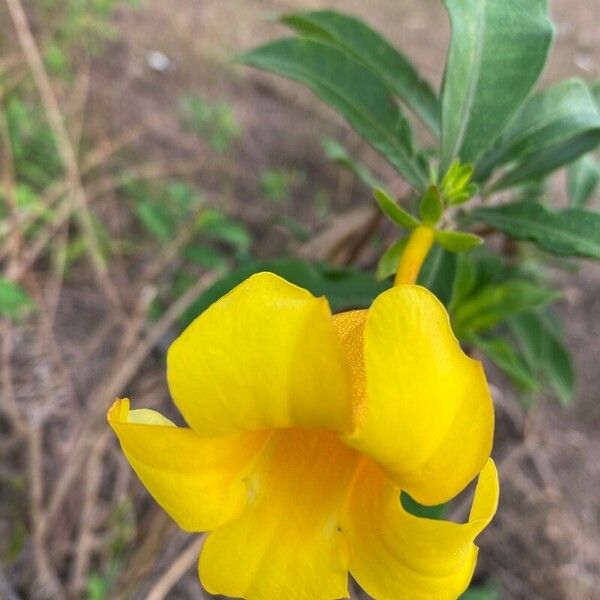 Allamanda schottii Blomst