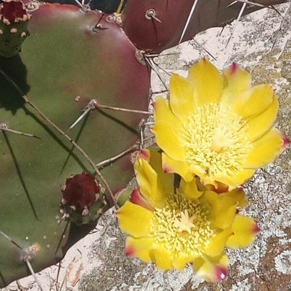 Opuntia macrocentra Lapas