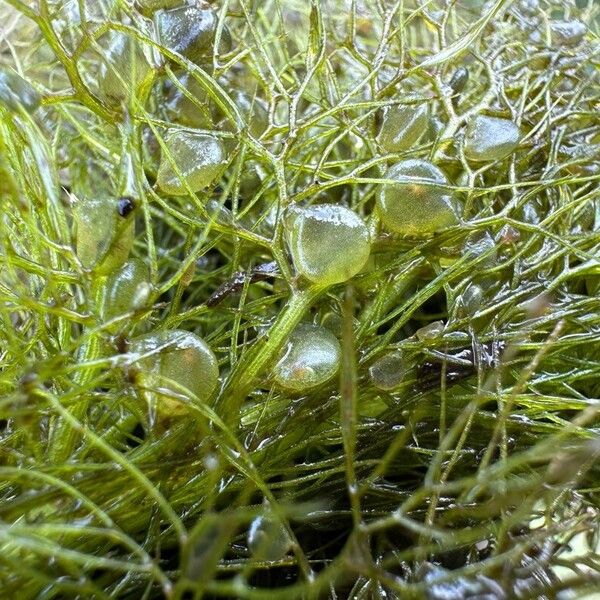 Utricularia vulgaris अन्य