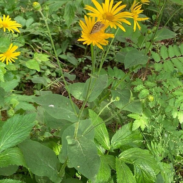 Doronicum austriacum ശീലം