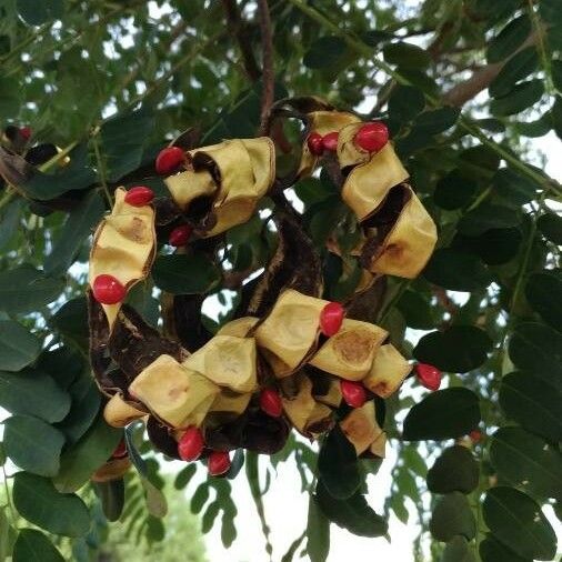 Adenanthera pavonina Fruit