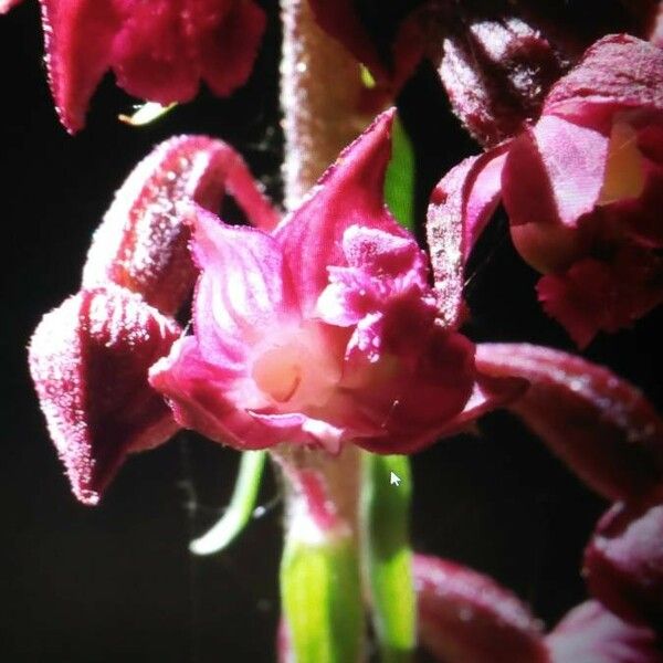 Epipactis atrorubens 花