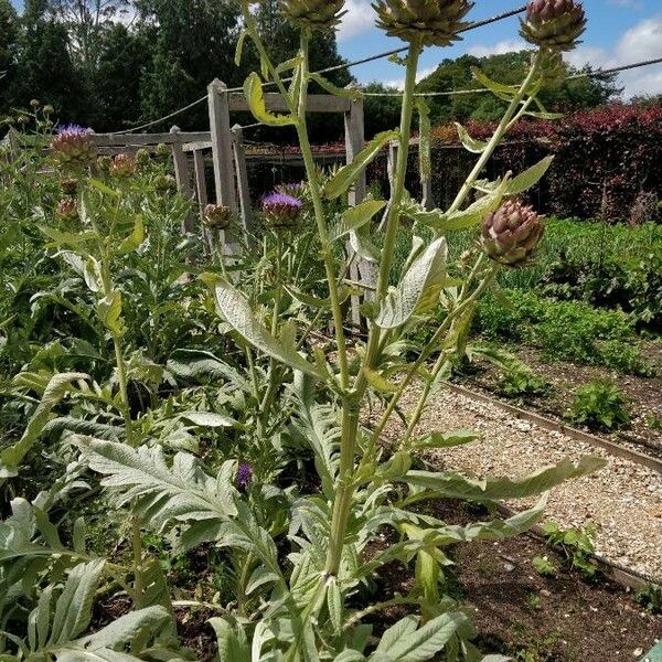 Cynara cardunculus Virág