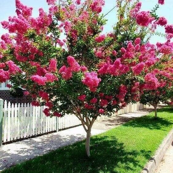 Lagerstroemia indica Лист