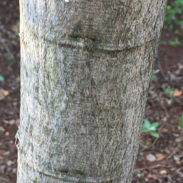 Grewia hexamita 樹皮