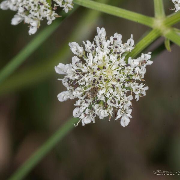 Oenanthe globulosa Цветок