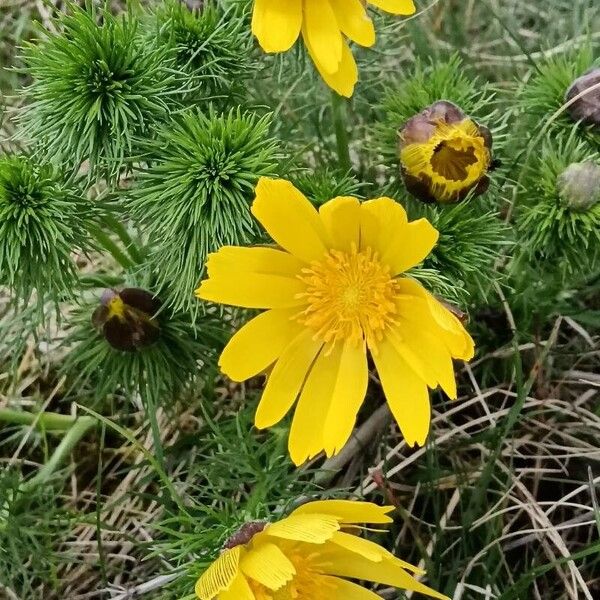 Adonis vernalis Flower