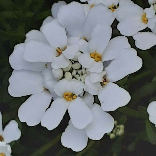 Iberis sempervirens Blomst