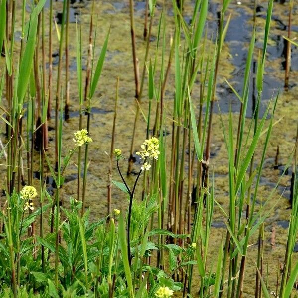 Rhamphospermum nigrum Habit