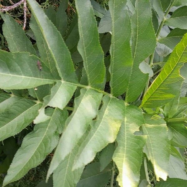 Sambucus ebulus Leaf