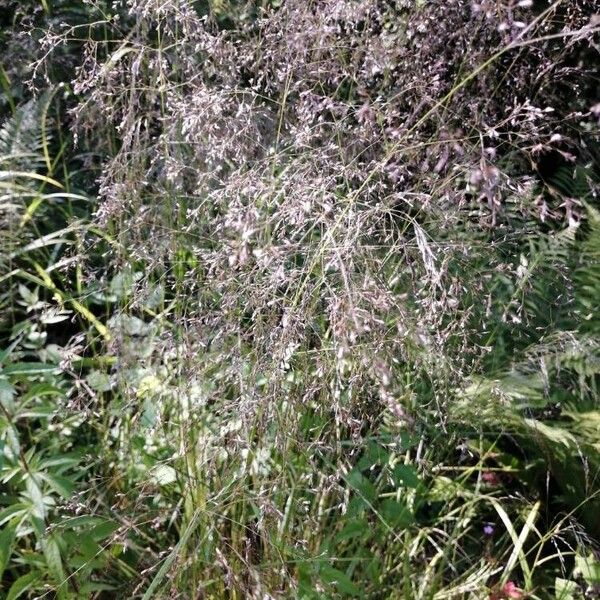 Deschampsia cespitosa Flor