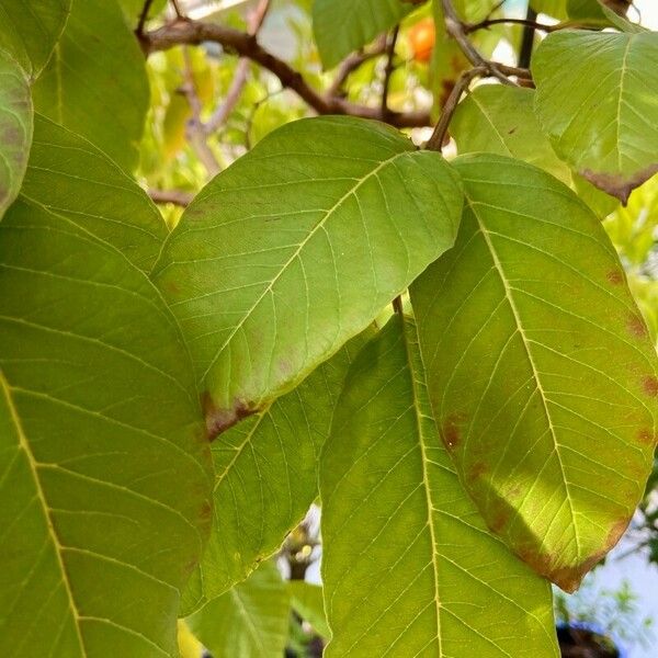 Psidium guajava Leaf