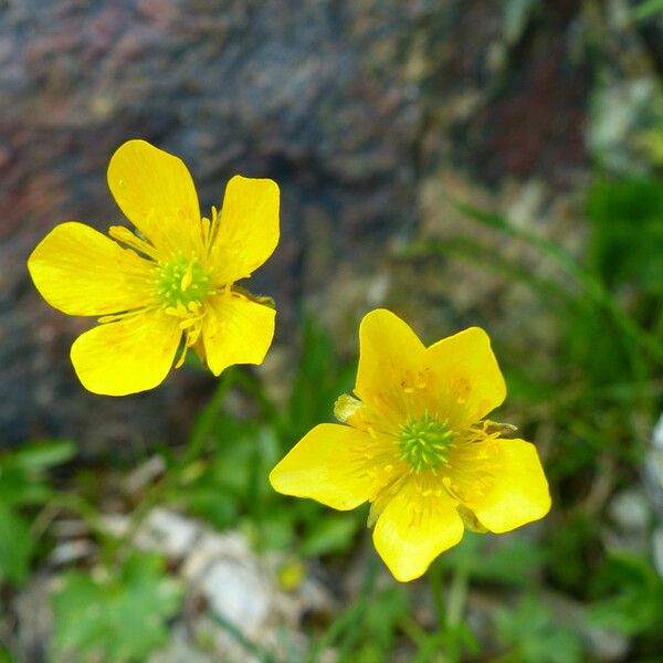 Ranunculus montanus Fiore