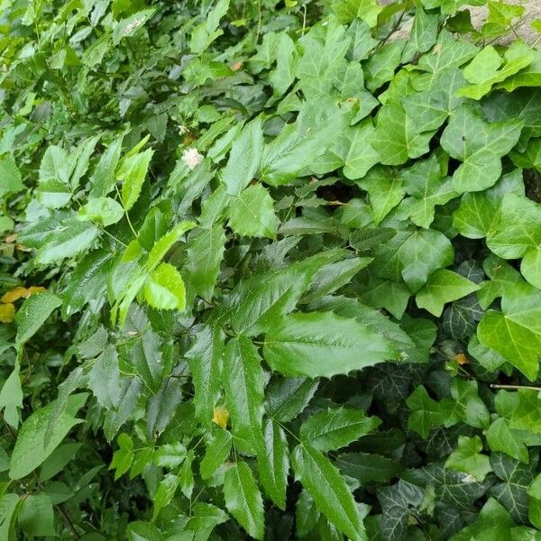 Mahonia aquifolium Folha