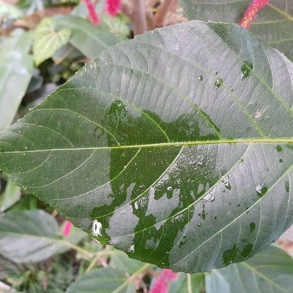 Acalypha hispida Liść