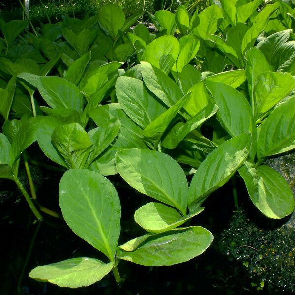 Menyanthes trifoliata Leaf