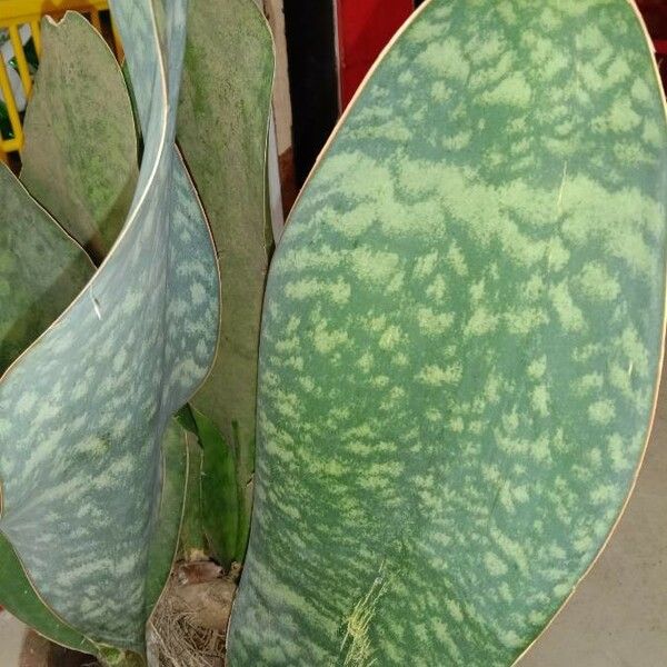 Sansevieria masoniana পাতা