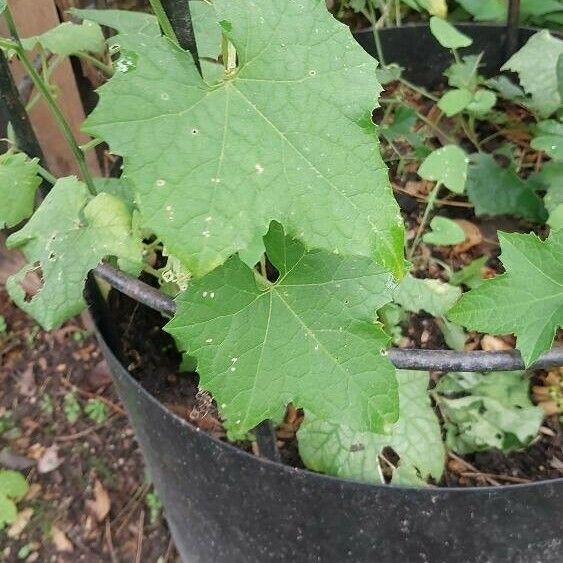 Luffa aegyptiaca Feuille