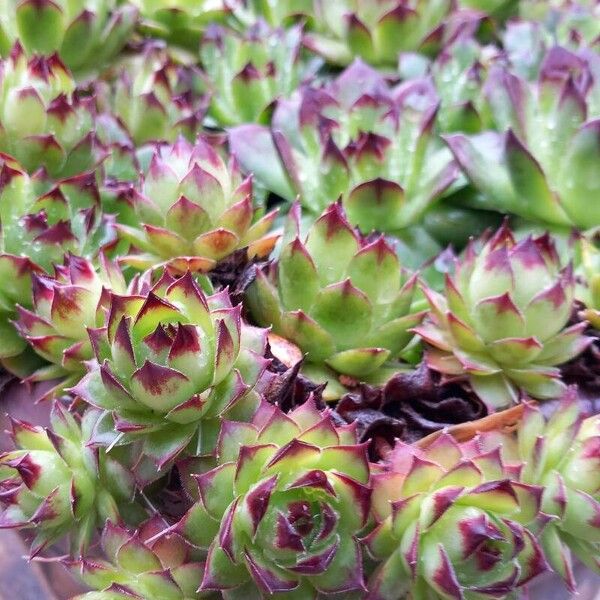 Sempervivum tectorum Liść