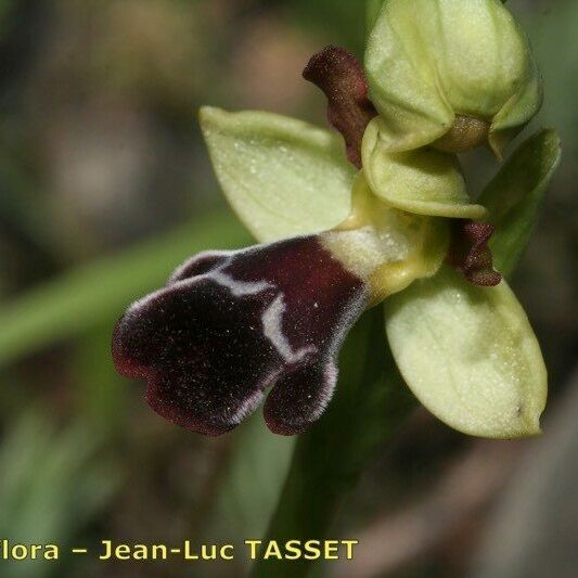 Ophrys omegaifera Flower