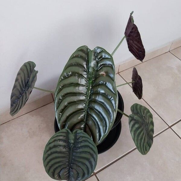 Alocasia cuprea ᱥᱟᱠᱟᱢ