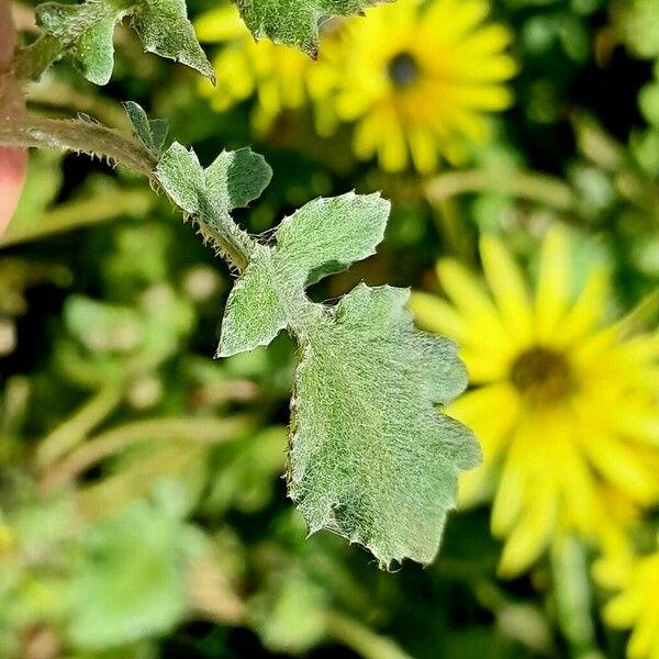 Arctotheca calendula Leaf