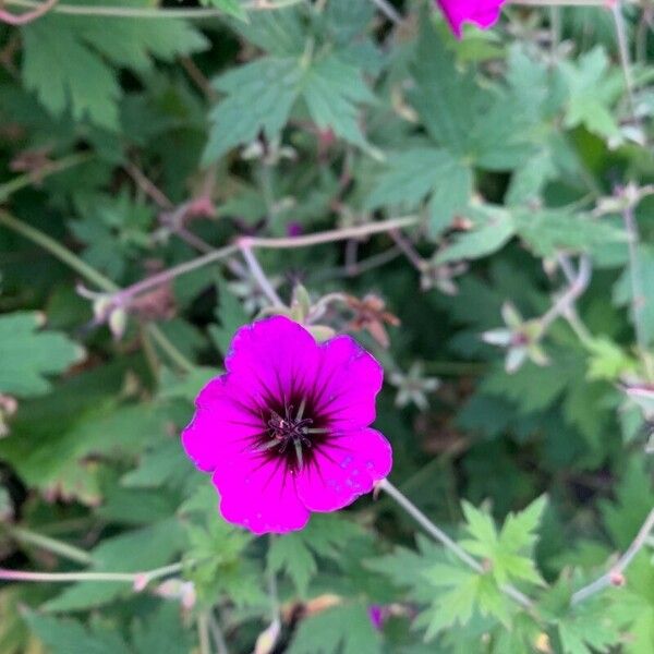 Geranium psilostemon Flor