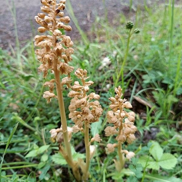 Neottia nidus-avis Habit