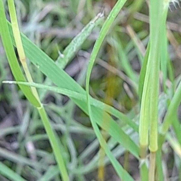 Stipellula capensis Frunză