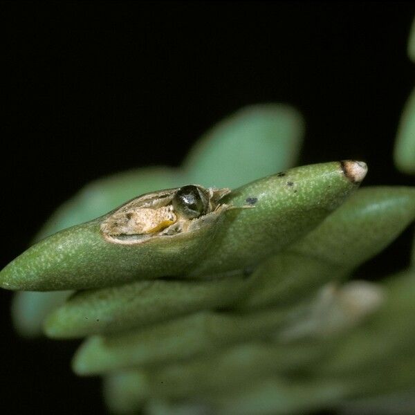 Dendrobium leonis Bark