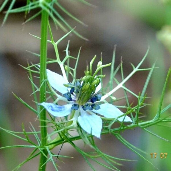 Nigella damascena Λουλούδι