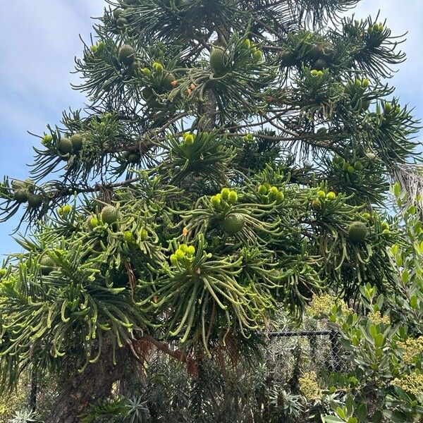 Araucaria columnaris Frutto