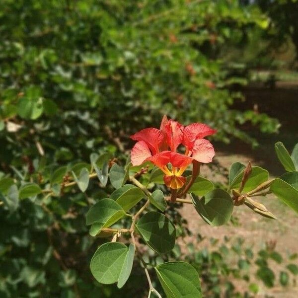 Bauhinia galpinii Blüte