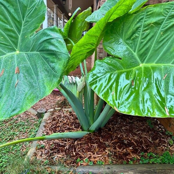 Colocasia gigantea Flower