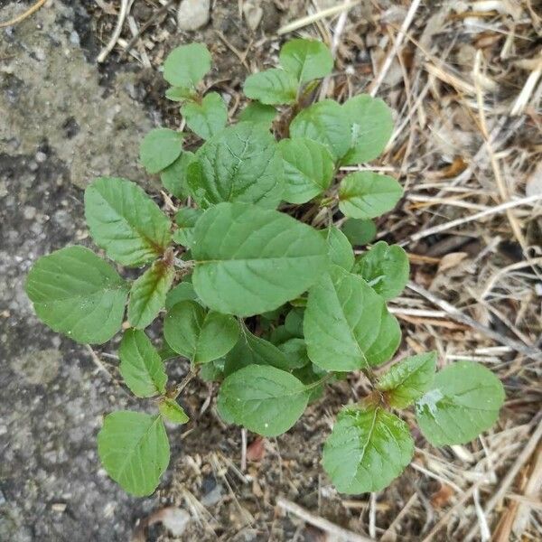 Amaranthus blitum Leaf