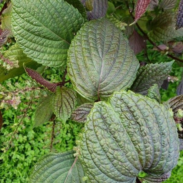 Perilla frutescens Leaf