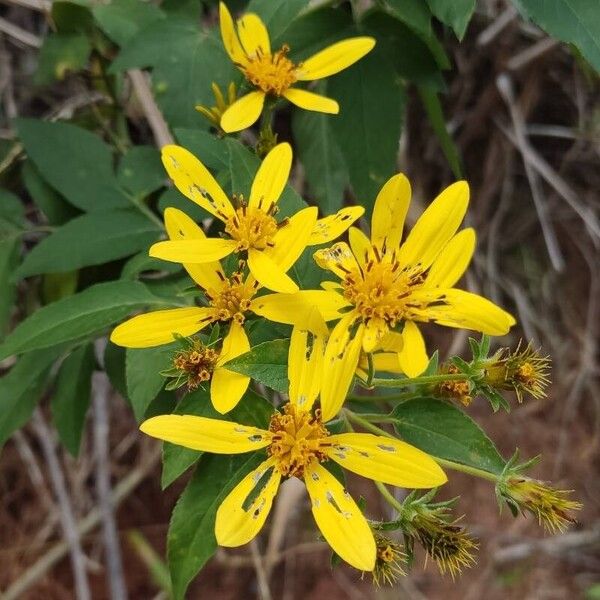 Bidens reptans 花