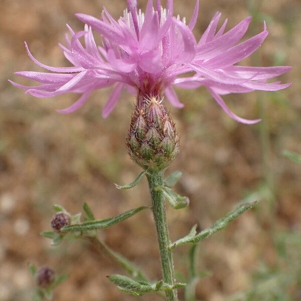 Centaurea paniculata Blomst