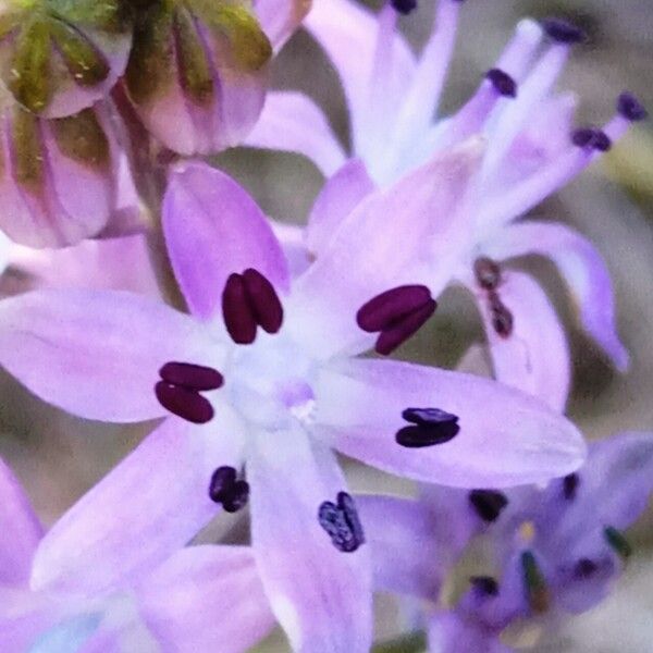 Prospero autumnale Flower