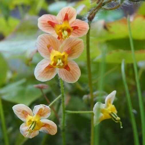 Epimedium alpinum Flors