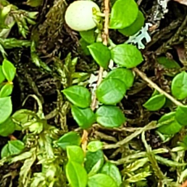 Gaultheria hispidula Λουλούδι