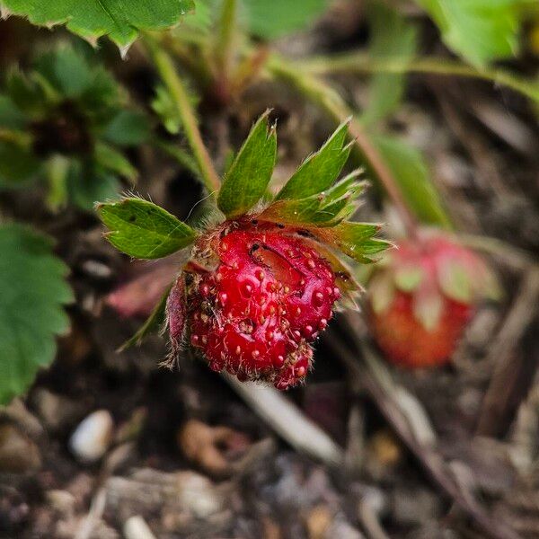 Fragaria viridis Vaisius